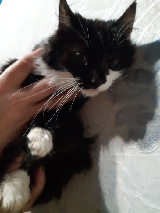 Стерилізована красуня в добрі руки