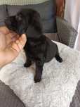 Czarna dziewczynka labrador retriever