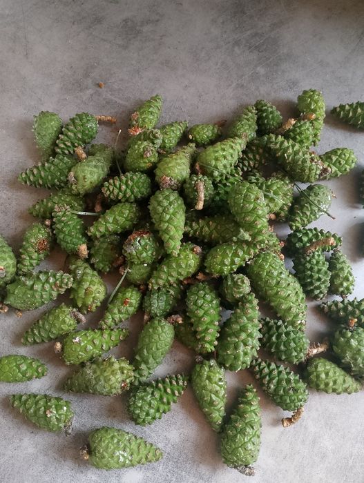 Syrop z zielonej szyszki sosny od zielarza