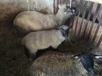 Owce czarnoglowki, stado 12 szt
