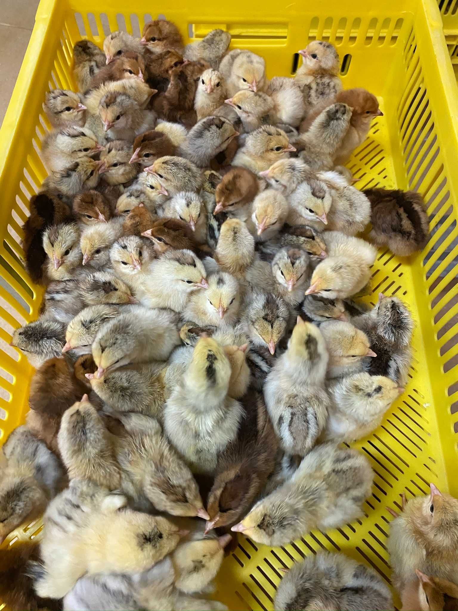 Kurczaki pisklęta nioski, mięsne, Leghorn, Greenshell, Sussex, Rosa