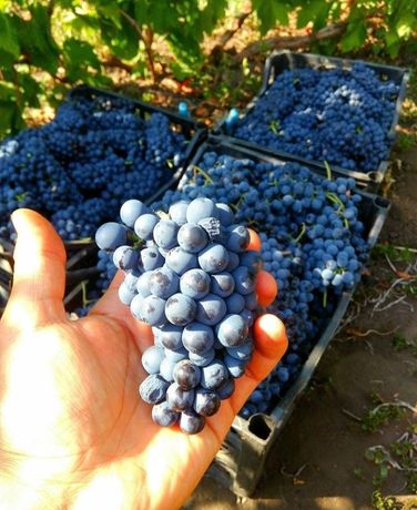 Саджанці технічного винограду Леон Мійо