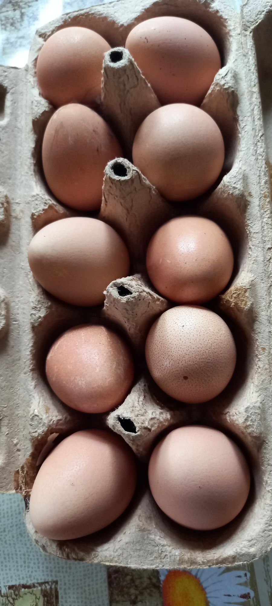Perliczki jajka lęgowe.