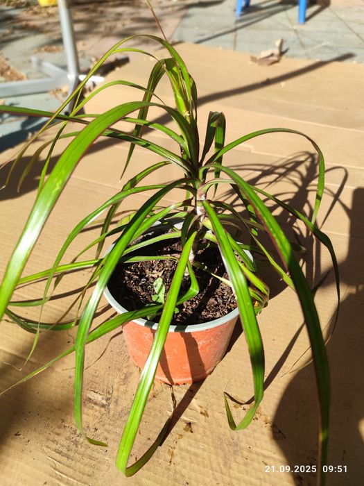 Doniczkowa roślina dracena
