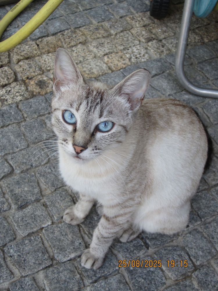 Gatinha para adoção