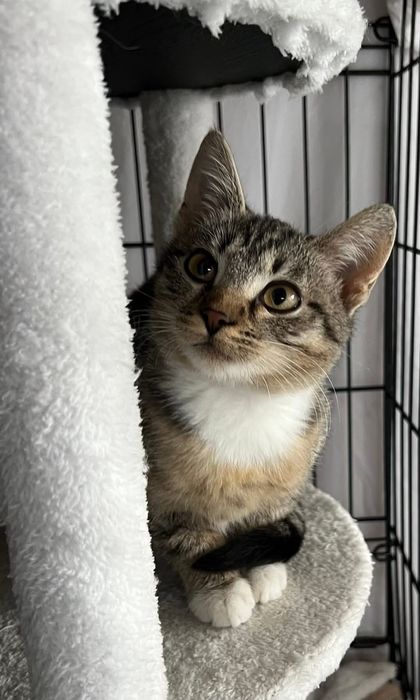 Cudowna Manila szuka domu