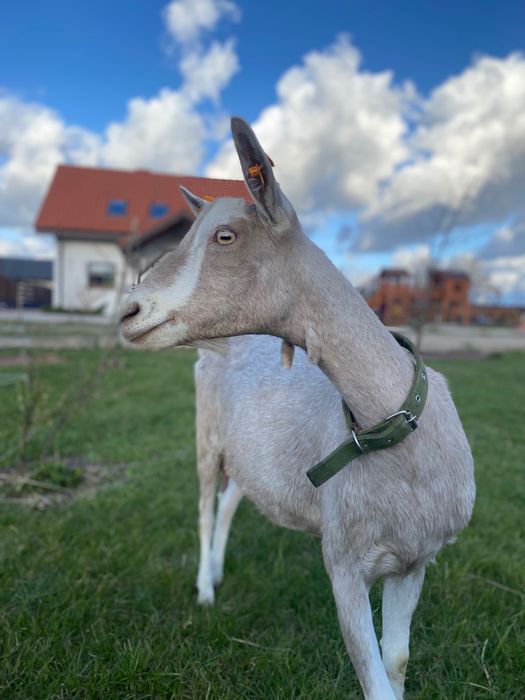 Koza british toggenburg