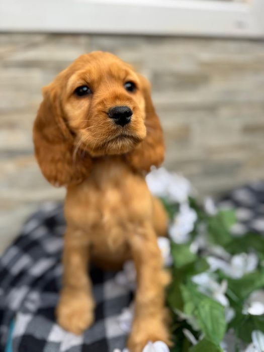 Cocker spaniel sunia z rodowodem