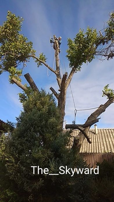 Спилить дерево без вышки. Арборист, г.Днепр.