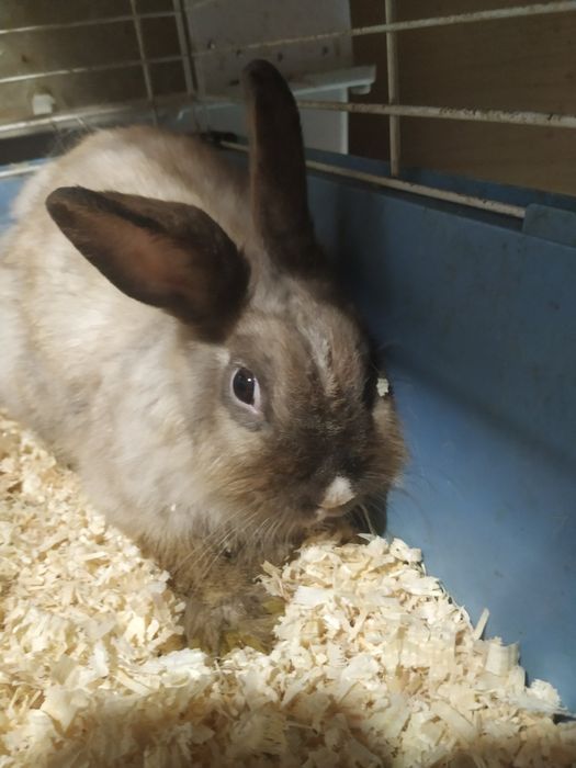 Продам декоративного кролика