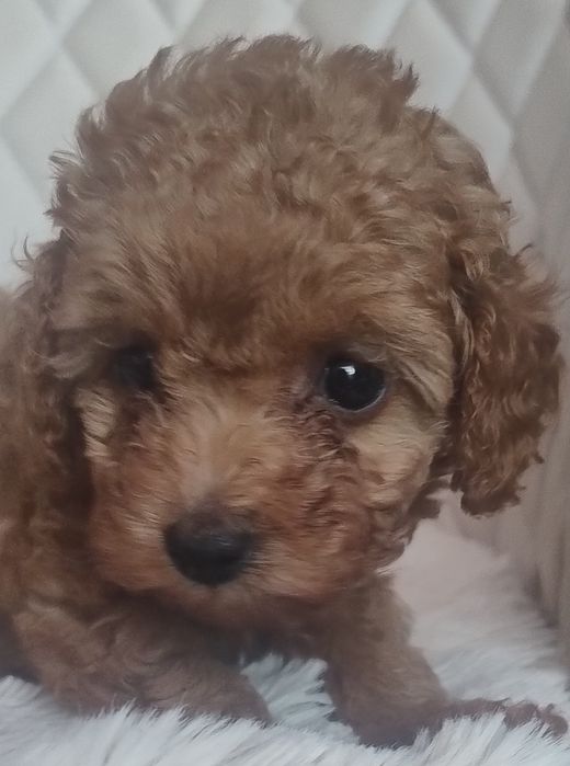 Cudna Maleńka Suczka Red Brown  - Pudel Toy - Już Do Odbioru!