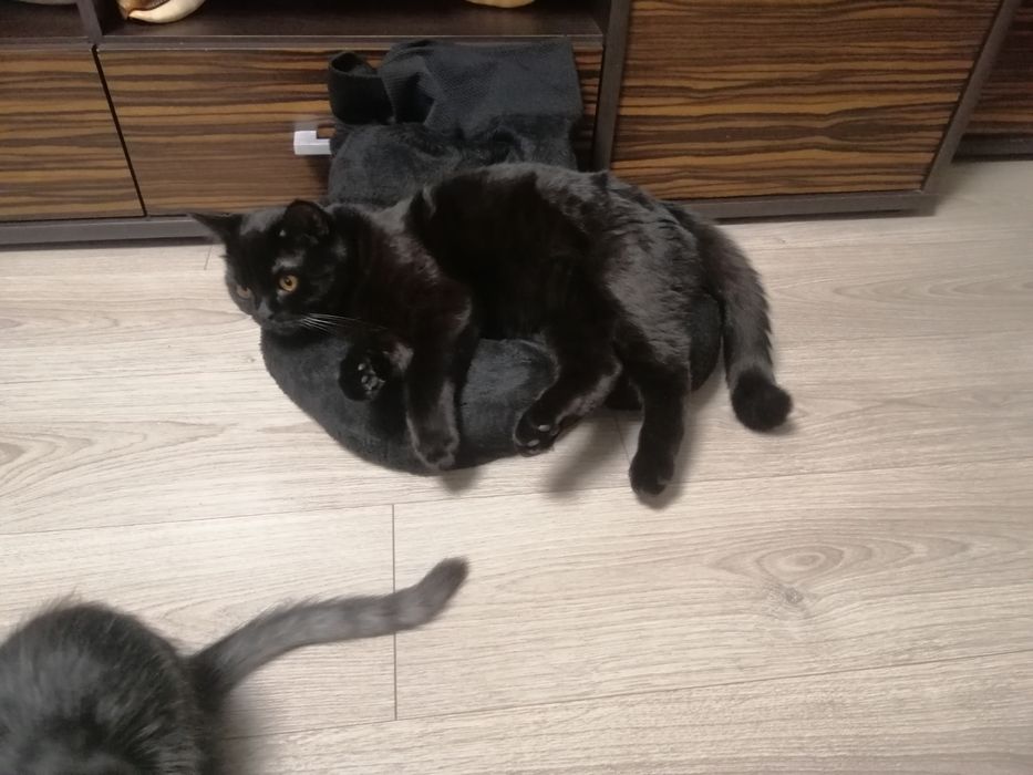 Терміново Продам шотландця