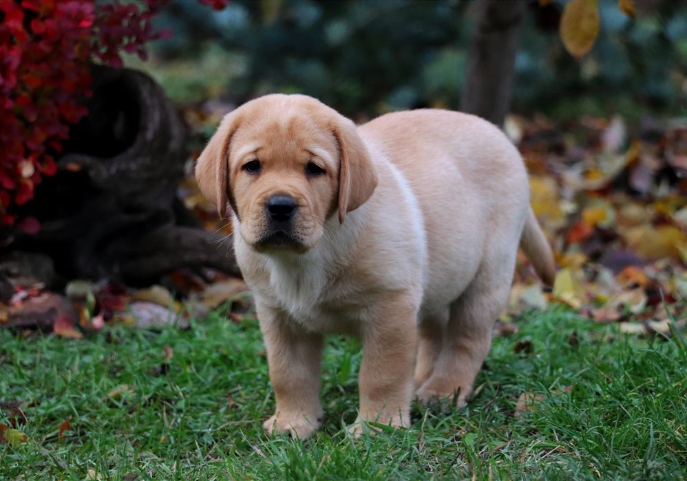 Цуценята Лабрадор ретривер