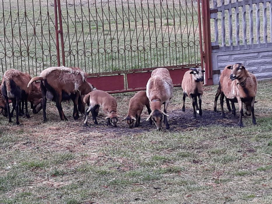 Sprzedam stado owiec kameruńskich