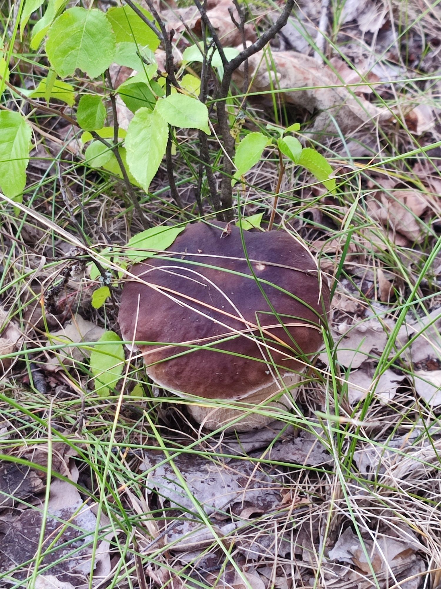 Domek , domki nad jeziorem. Agroturystyka Serbinówka.