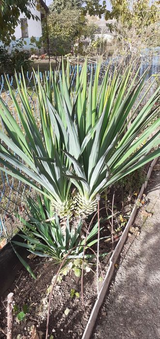 Юка пальмовидна   .