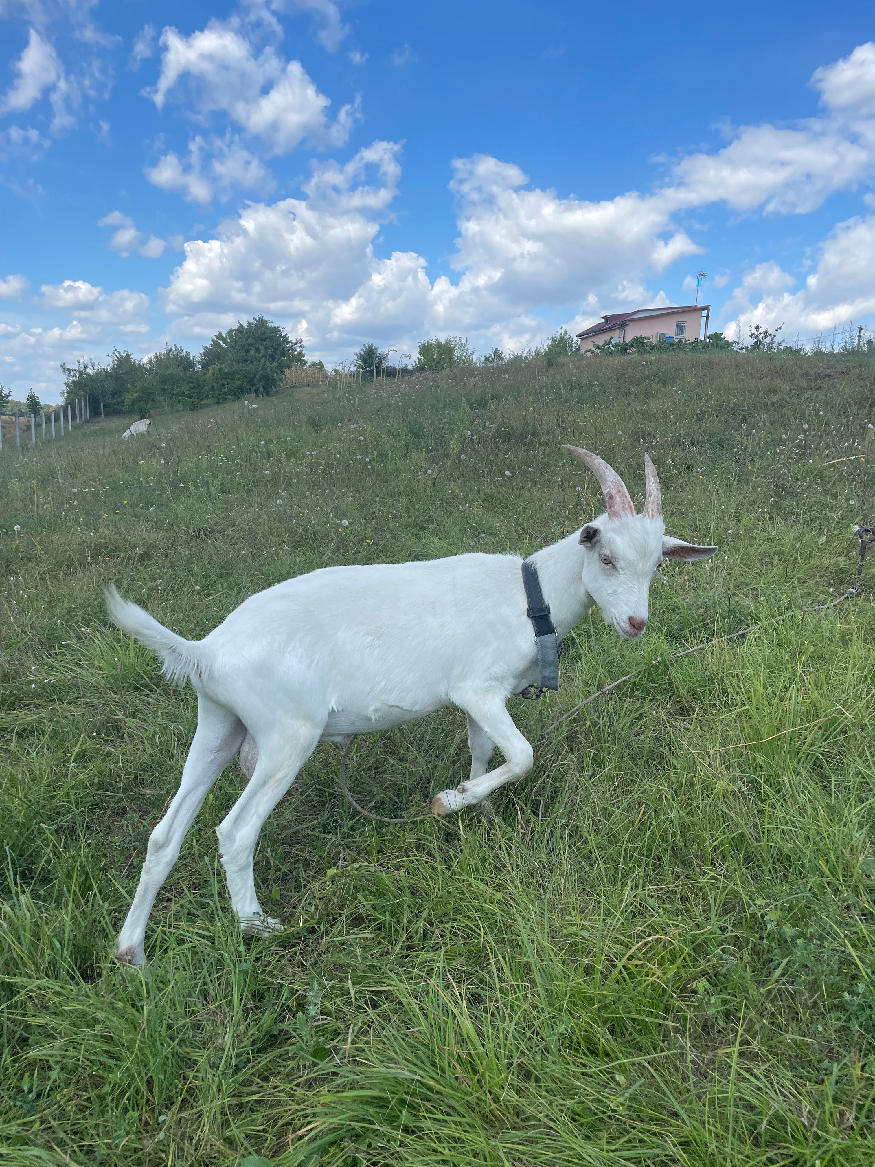 Альпійський,Зааненський козлики