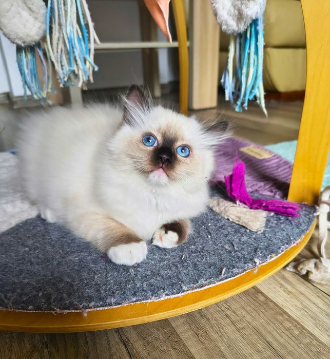 Cudowna koteczka Ragdoll