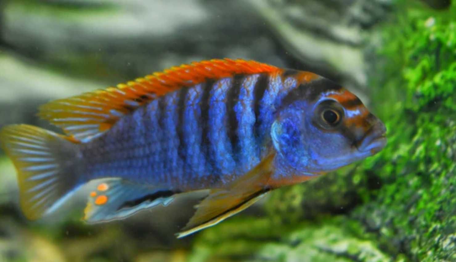 Labidochromis hongi - Pyszczak - dowozimy, wysyłamy