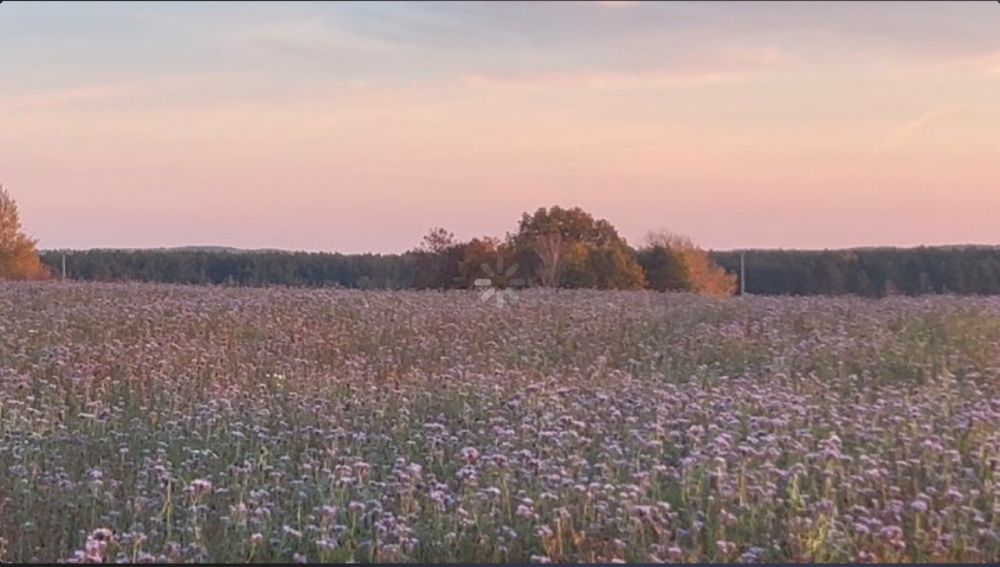 Facelia błękitna nasiona certyfikat EKO