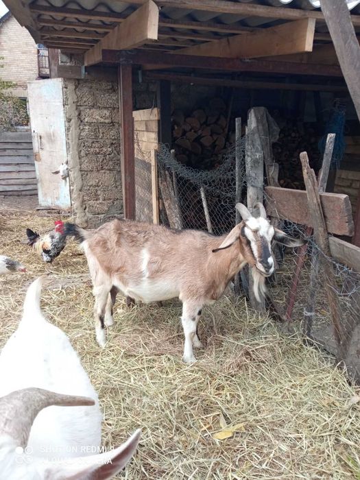 Кози продаж, дойні, домашні кози
