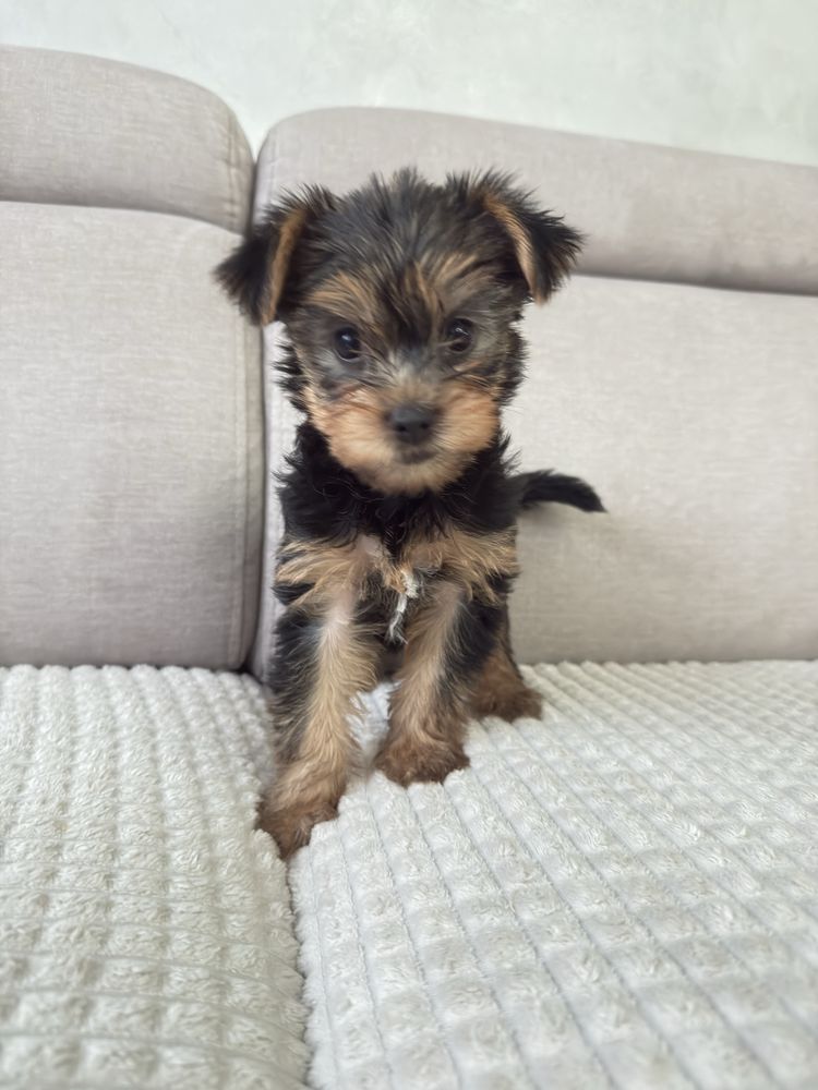Yorkshire Terrier suczka