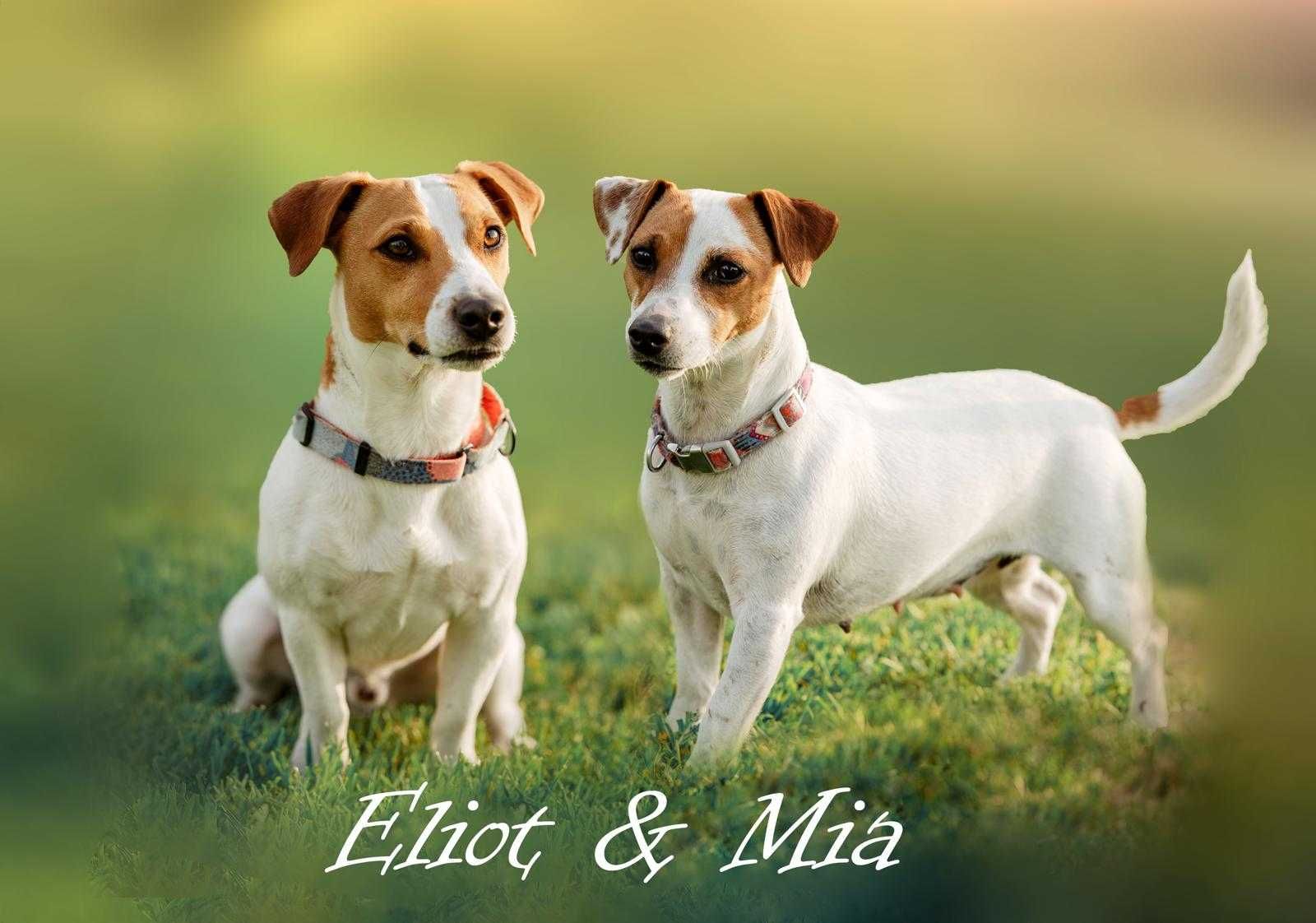Piesek Jack Russell Terrier/ Magic Jack
