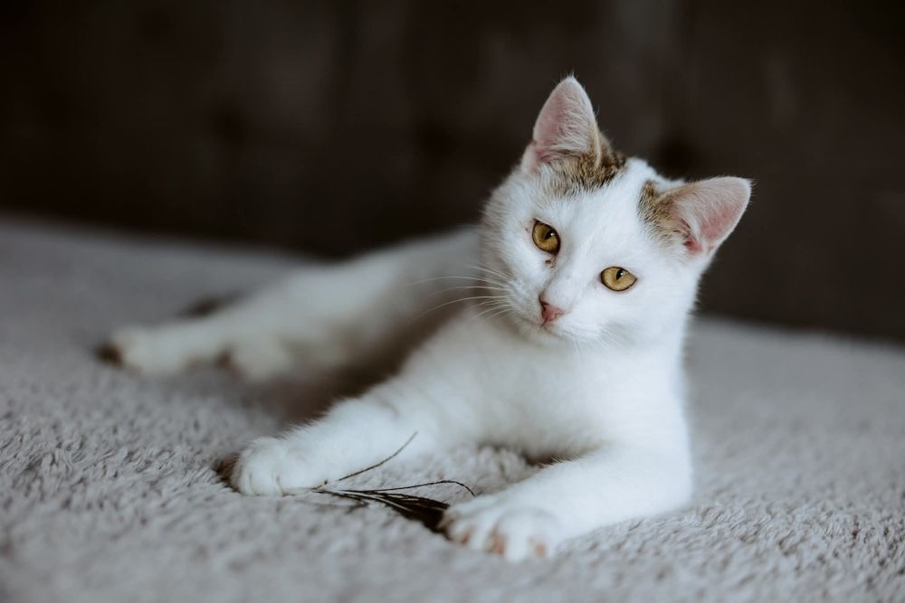 Chcesz mieć cudowne Koty? - to my.