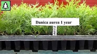 tuja szmaragd, danica gold, danica, hoseri, europe gold