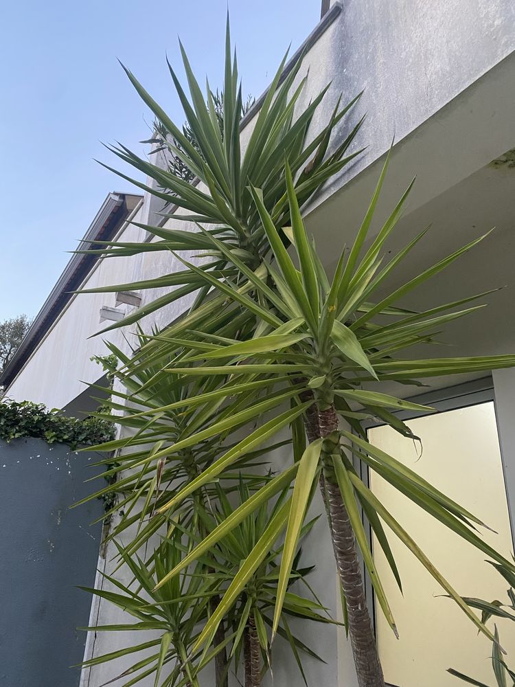 Planta Yucca pequena