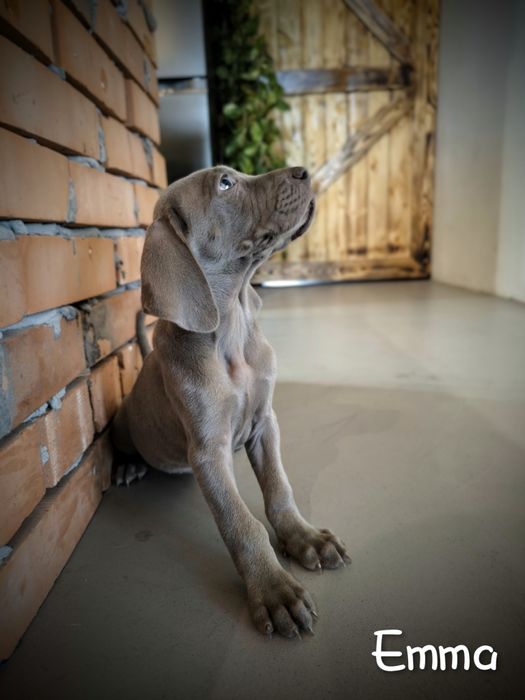 Wyżeł weimarski krótkowłosy