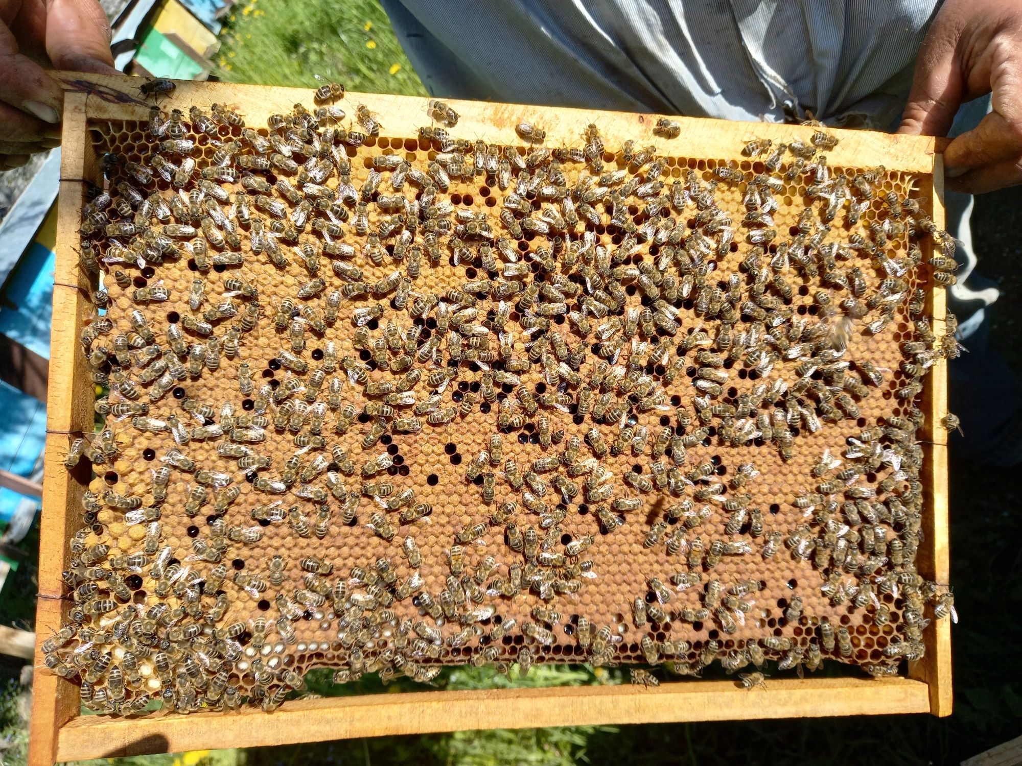 Пчелопакеты Карпатки