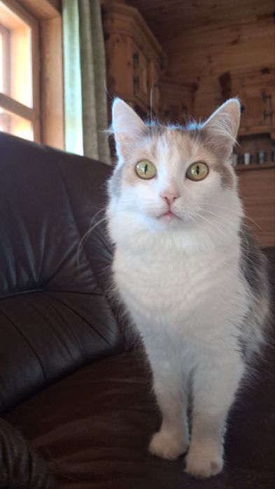 Віддам в добрі руки дуже милу кицю