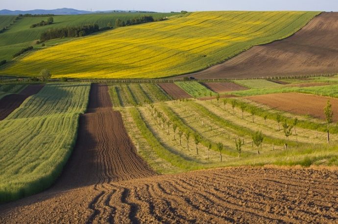 Продам ділянку під ведення сільського господарства 3.5га