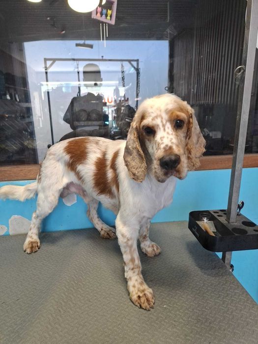 Cocker spaniel macho