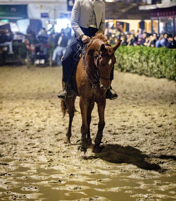 Egua de 5 anos com papeis