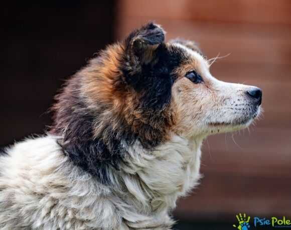 Starszy piesek CHULIGAN szuka nowego domku!