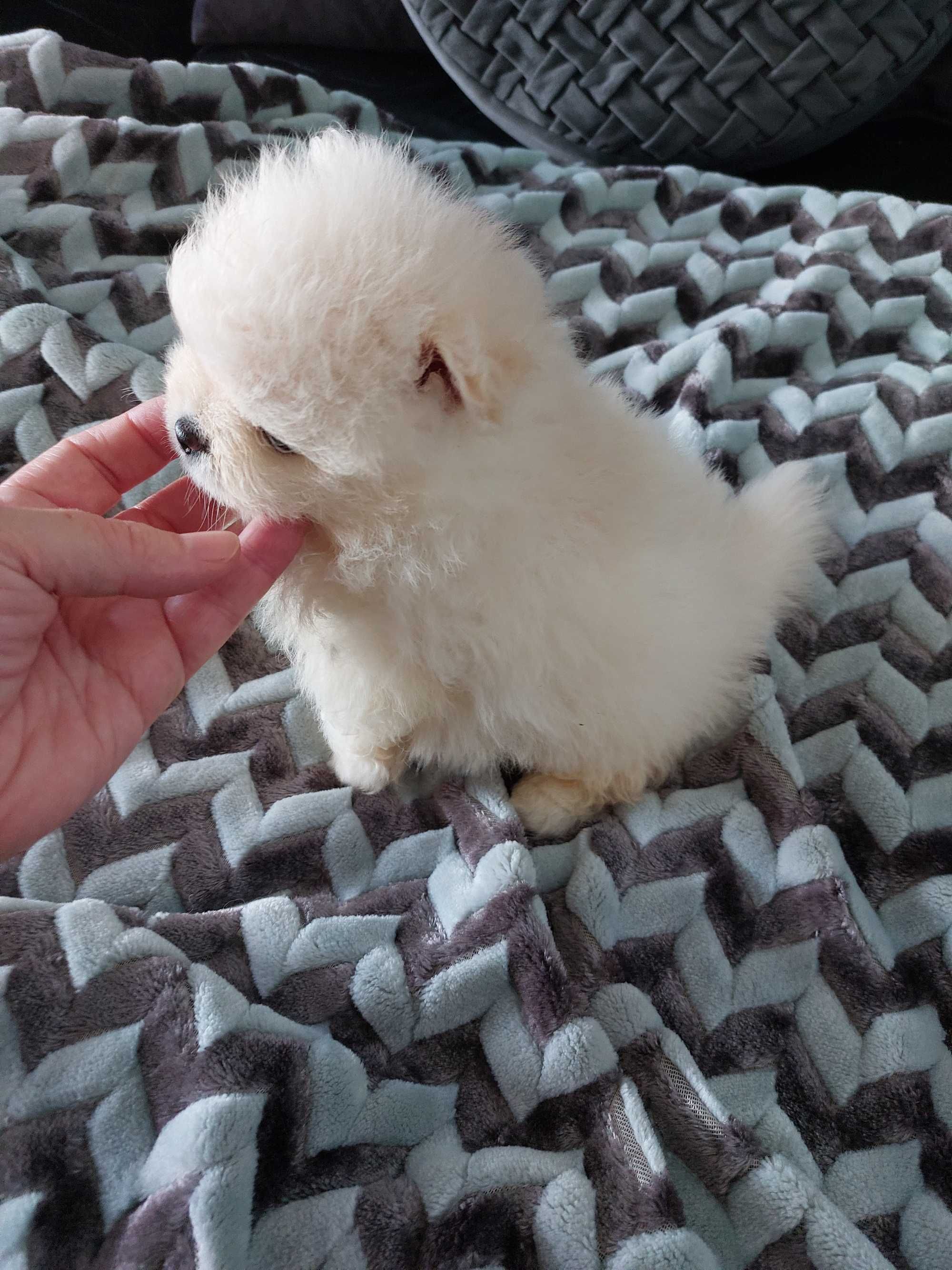 Spitz anão.  Menina Lulu da Pomerânia Lop Russo Mini.