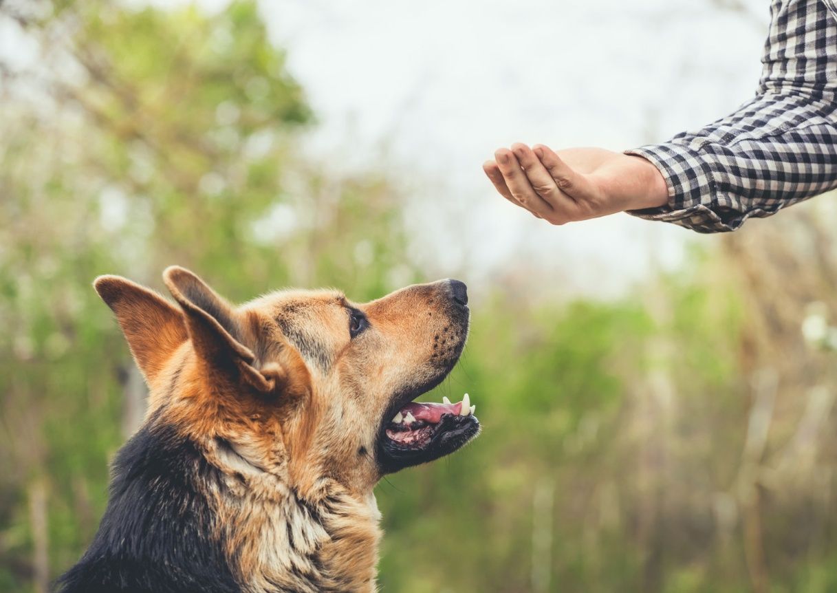Treinador de Cães - Transforme o Comportamento do seu Cão! Low-Cost