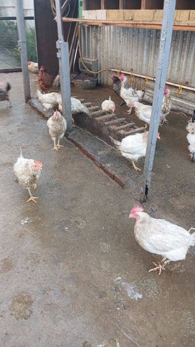 Петухи-куры домашние. Недорого