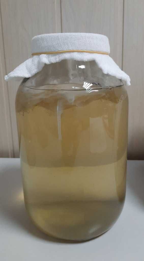 SCOBY starter żywa kolonia i przepis, zrób samodzielnie napój KOMBUCHA