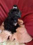 Cavapoo suczka black mama cavalier tata pudel toy red