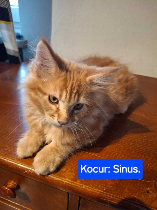 Maine Coon - Kocur Sinus - Rudy.