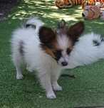 Papillon Spaniel Kontynentalny Miniaturowy