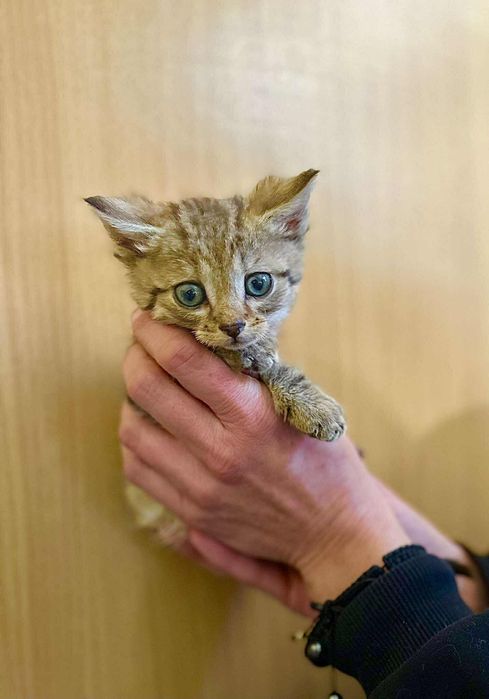 Kocięta, 10 tygodniowe, adopcja za darmo oddam