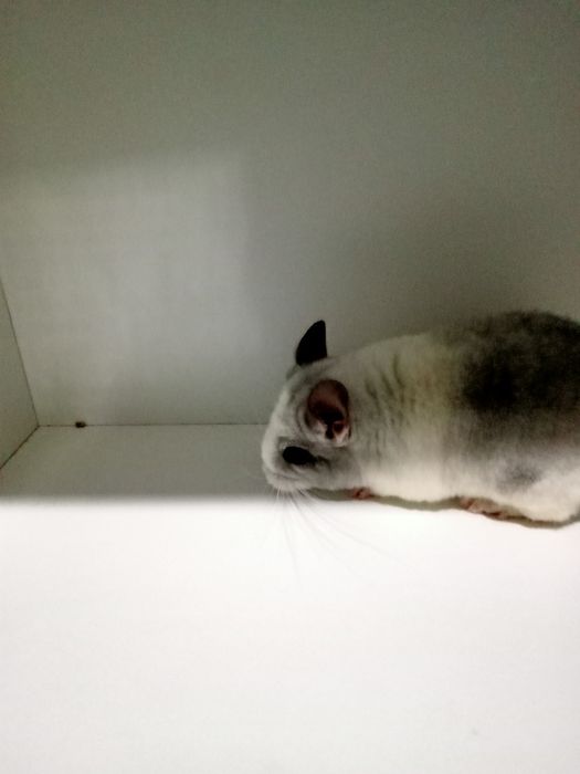 Szynszyl szynszyla szynszyle mozaika