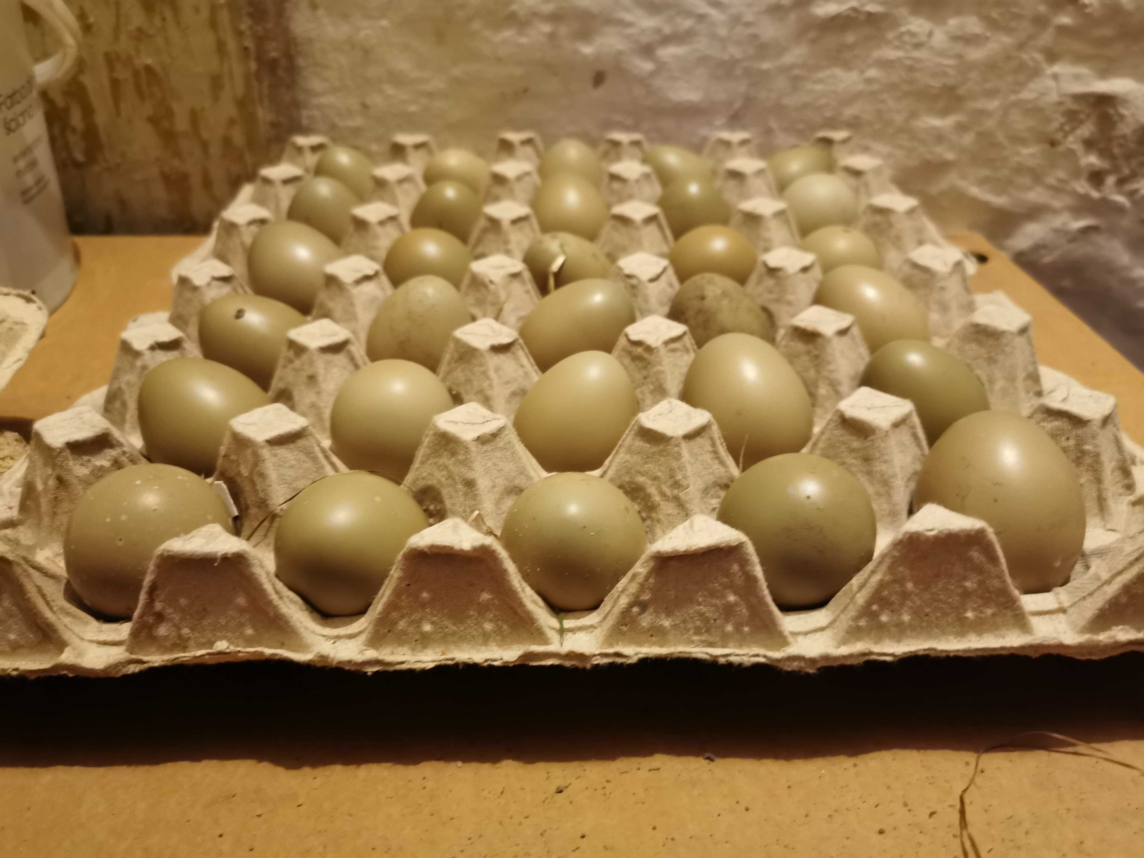 Jaja lęgowe bażanta