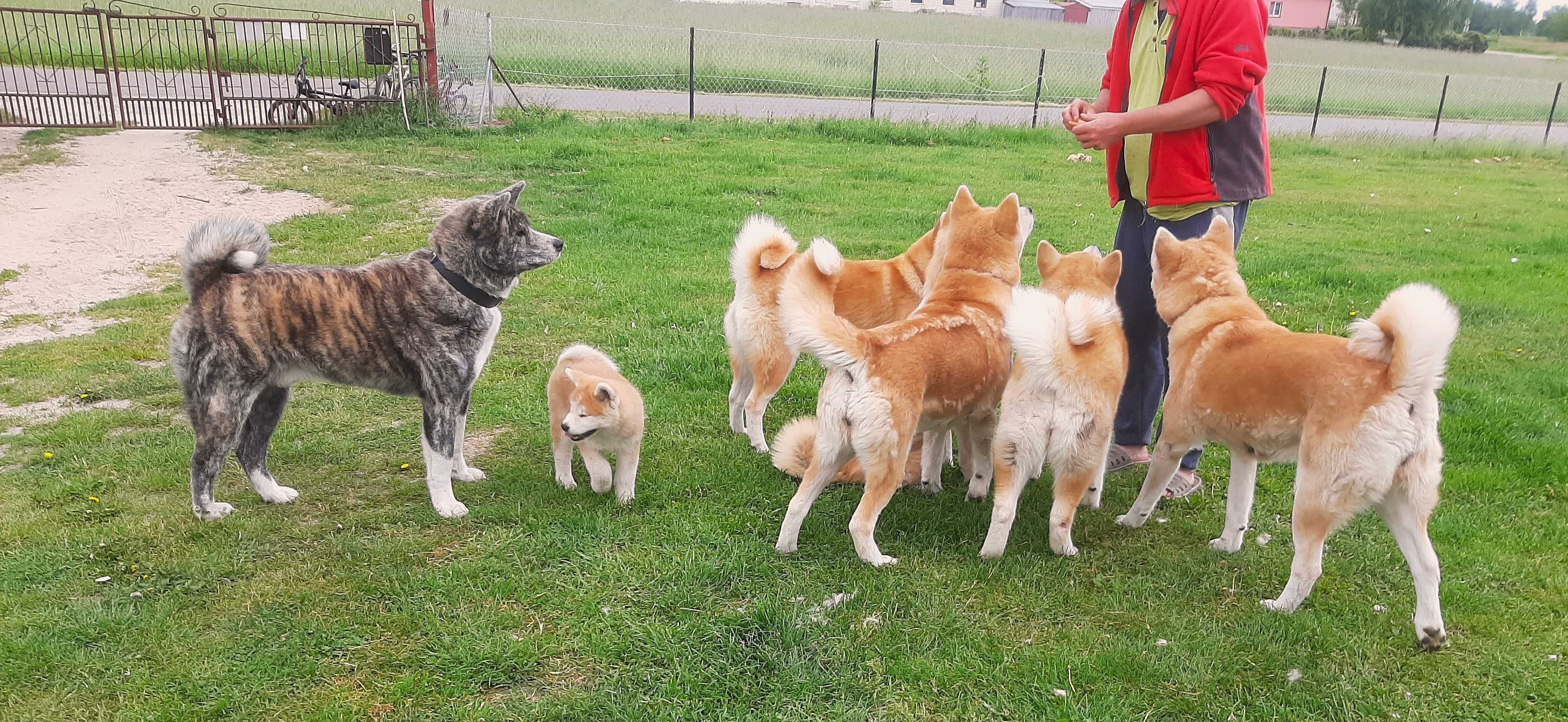 Akita inu socjalizowana przez zoopsychologa