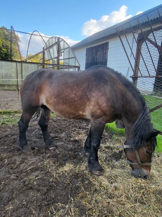 Sprzedam klacz SZTUM źrebna