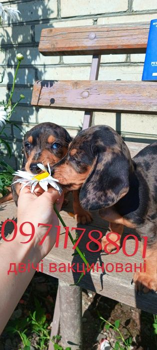 Такси міні
    Мають гарну вроду та веселу вдачу.